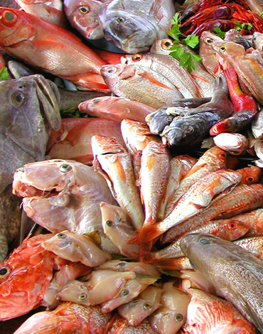 vendita pesce fresco bassano del grappa vicenza